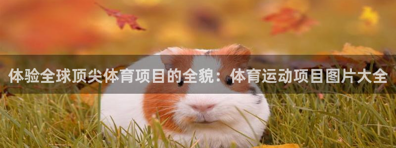 3377体育官网下载